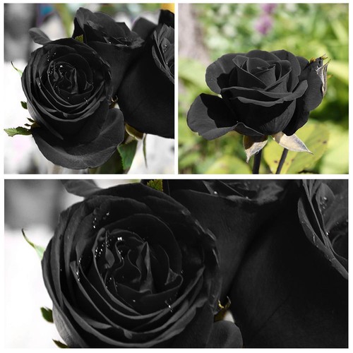 100 stücke seltene schwarze - 100,
