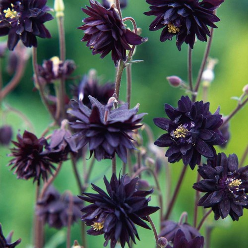 Schwarze akelei black barlow - akelei, 'black