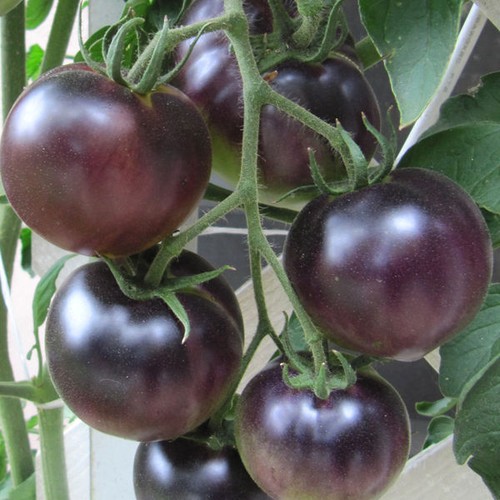 Schwarze kirschtomate tomate - schwarze,