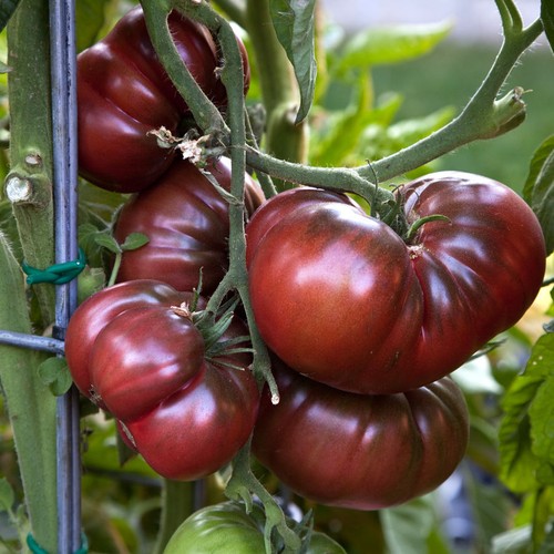 Schwarze tomate black krim - schwarze, –