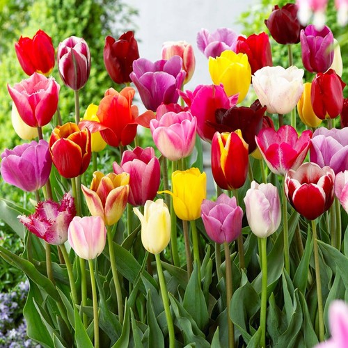 Tulpenzwiebeln mix frische - tulpenzwiebeln,