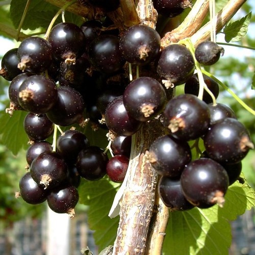 Johannisbeere bona - johannisbeere,