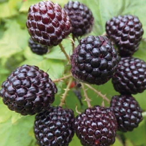 Schwarz himbeere black - schwarz,