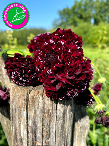 Schwarze garten skabiose - schwarze,
