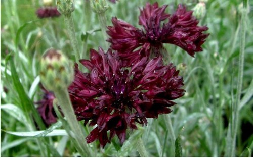 Schwarze kornblume centaurea - schwarze,