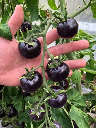 Lila schwarze kirschtomaten - lila,