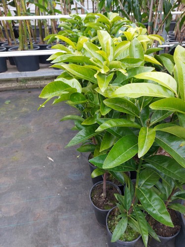 Schwarze sapote diospyros - sapote,