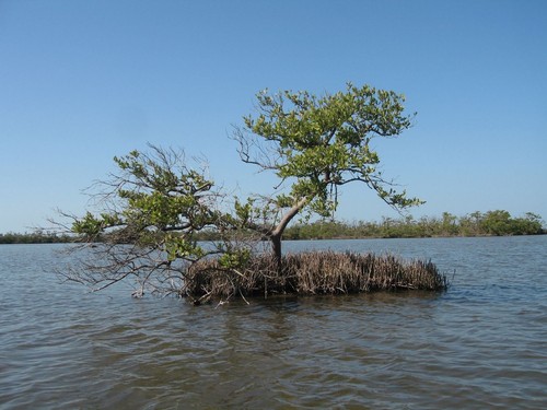 Schwarze mangrove avicennia - schwarze, (avicennia