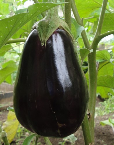 100 samen aubergine - samen, black