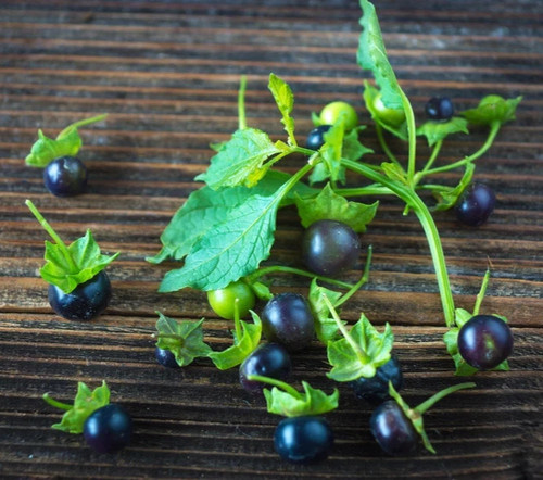 Samen schwarze tomate - tomate, die