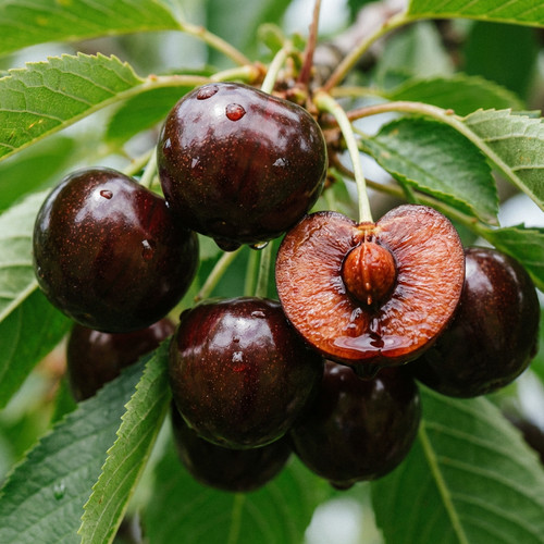 Kirschbaum große schwarze - kirschbaum,