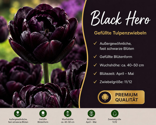 Premium tulpenzwiebeln black - premium,