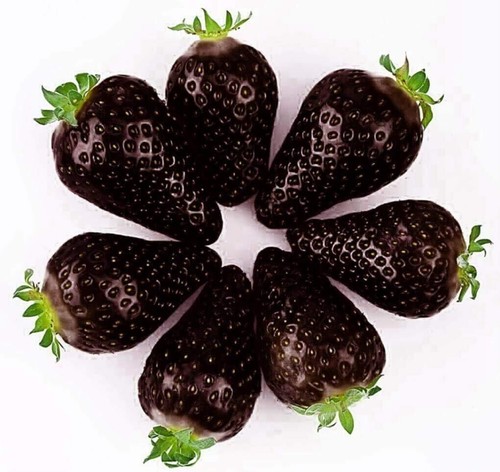 Schwarze erdbeersamen 50 - schwarze,
