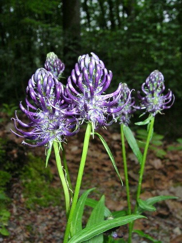 Phyteuma nigrum schwarze - phyteuma,