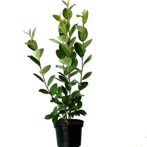 Aronia viking schwarze - aronia,