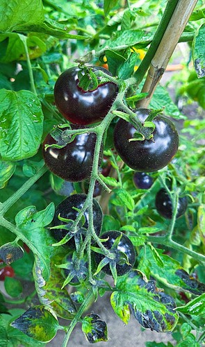 Indigo rose tomatensamen - indigo,