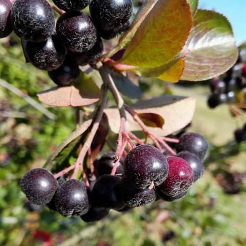 Nero aronia schwarze - nero,