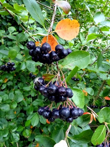 Schwarze apfelbeere aronia - apfelbeere,