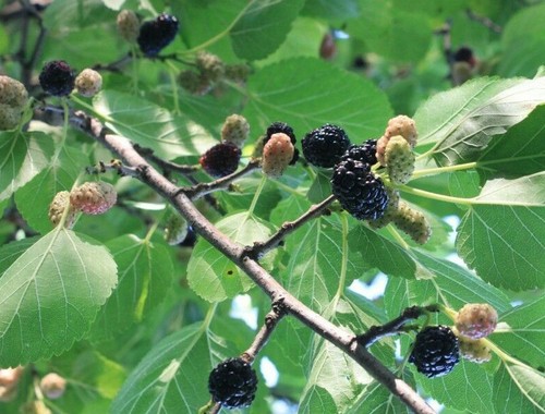 Schwarze maulbeere morus nigra - maulbeere,