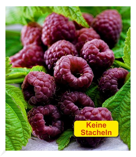 Schwarze himbeere glen - glen, 1