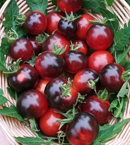Samen tomate indigo - 20,