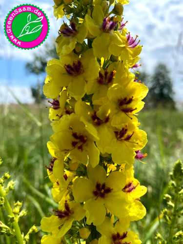 Schwarze königskerze - schwarze, 🌼