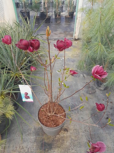 Magnolie genie 100 120cm - magnolie, 100-120cm