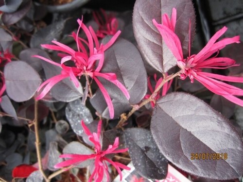 Loropetalum chinense black - chinense,