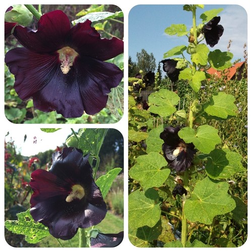 Schwarze stockrose malve - schwarze,