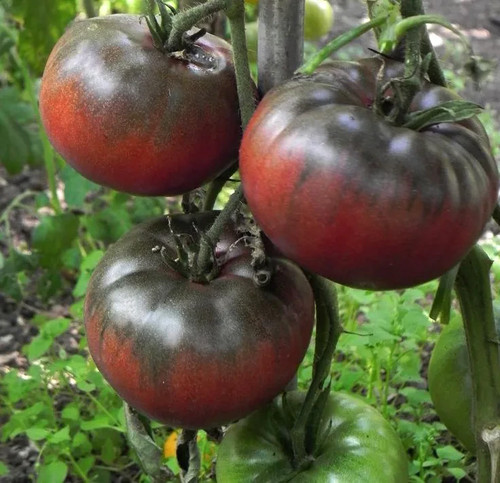 Tomatensamen ukrainische - (8+);,