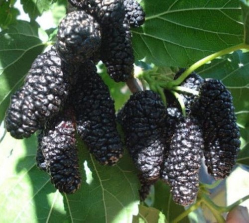 Schwarze maulbeeren - schwarze,