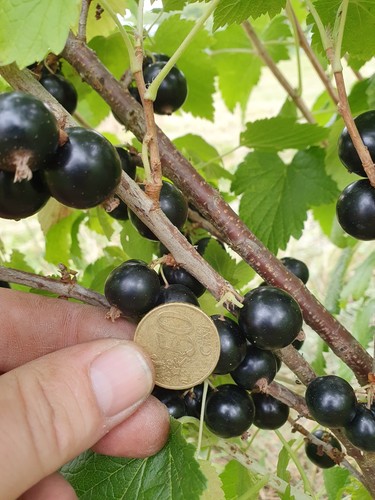 Schwarze johannisbeere big - schwarze,