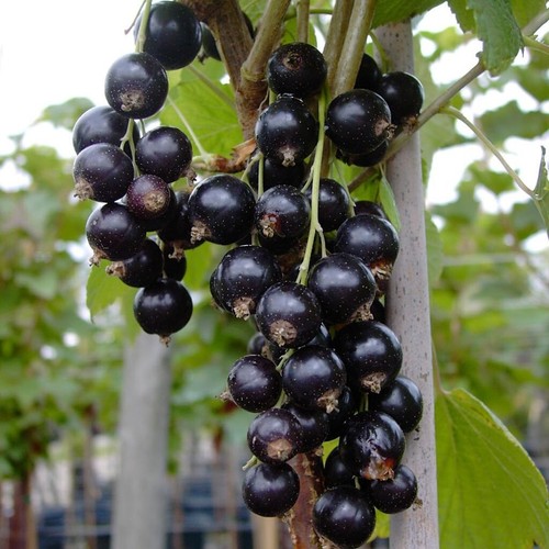 Black giant schwarze - black,