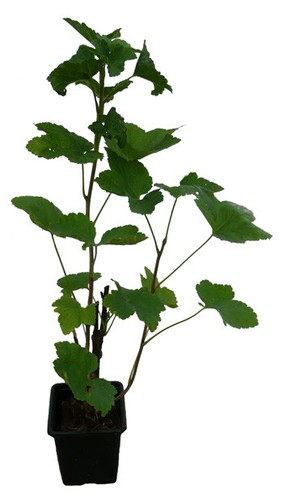 Schwarze johannisbeere bona - johannisbeere,