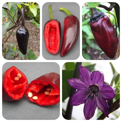 Hungarian black schwarze - hungarian,
