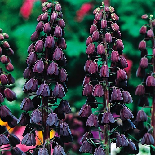 Blumenzwiebeln zwiebeln blumen - blumenzwiebeln,