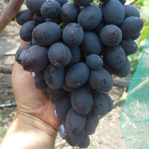 Pilzfeste weinrebe weintraube - weinrebe,