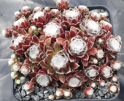 Sempervivum schwarze - 2x, "schwarze