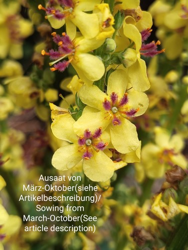 Schwarze königskerze - schwarze,