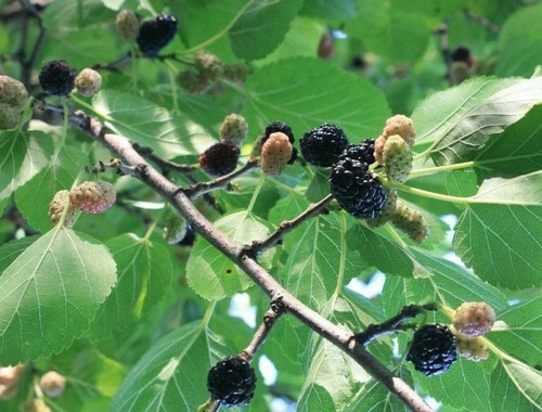 Schwarze maulbeere morus nigra - maulbeere,