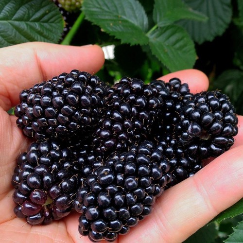 Dornenlose brombeere black - dornenlose,