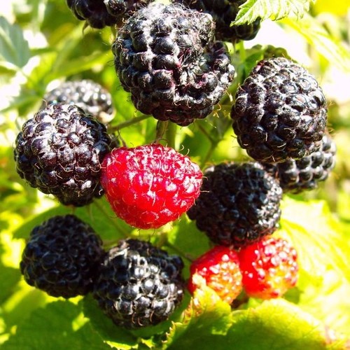 Black jewel schwarze himbeere - jewel,