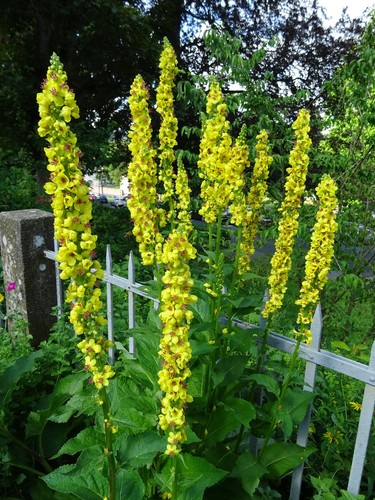 Verbascum nigrum schwarze - verbascum,