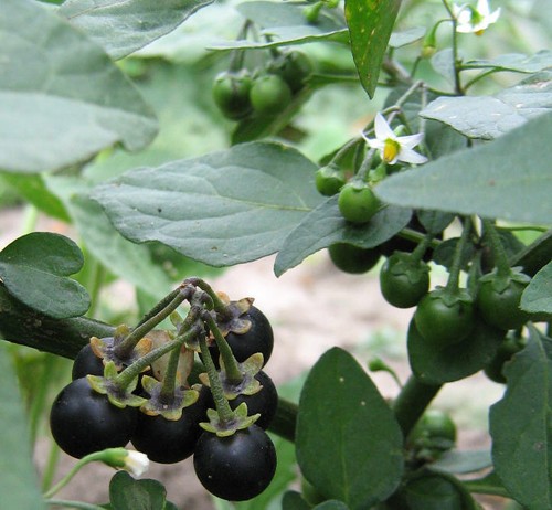 Solanum nigrum schwarzer - solanum,