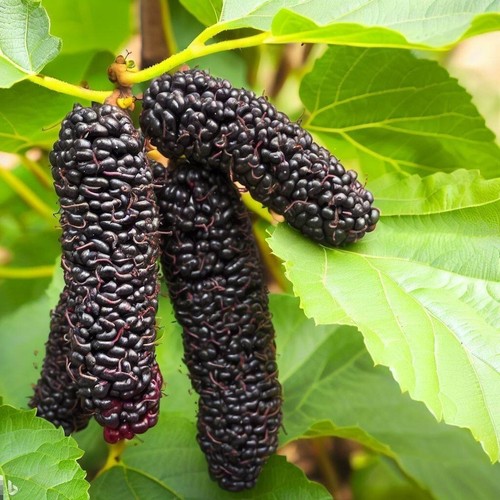 Schwarze maulbeere illinois - schwarze,
