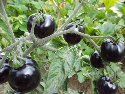 Schwarze tomaten - ,